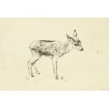 Circle of Detmold, An etching of a fawn, 3" x 4.25".