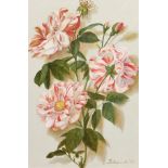 Yulya Novojilova, Russian, 'Camellias', signed oil on canvas, 11.5" x 7.85", 29x20cm.