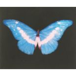 Damien Hirst, (b.1965), Blue butterfly, framed print, signed in pencil, paper dimensions 16" x 17.