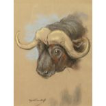 Raymond John Vandenbergh (1889-1960's) British, 'A Water Buffalo', pastel, signed, 10.5" x 8".