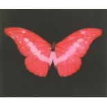 Damien Hirst, (b.1965), Pink butterfly, framed print, signed in pencil and inscribed 'for Sara',