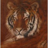 20th century British, A head study of a tiger, chalk, 11.5" x 11.5".