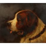 Early 20th century English school, A study of a St. Bernard dog, oil on panel, indistinctly