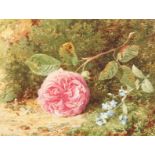 Harrold Sutton Palmer (1854-1933) British, A study of a rose in bloom in a naturalistic setting,