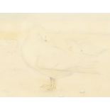 K. Mackie (20th Century), A study of white ducks preening their feathers, watercolour, 10" x 13",