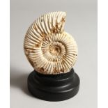 A FOSSILIZED AMMONITE, on an ebonised stand. 6.25ins high inc. stand.