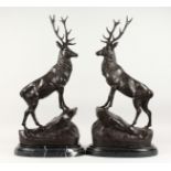 AFTER J. MOIGNIEZ A LARGE PAIR OF BRONZE STAGS on marble bases. Signed.