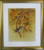 Framed watercolour of a wren sitting on a branch 40 cm x 46 cm (size including frame)