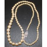 Edwardian pearl necklace with diamond set clasp total weight 13.3 g (largest pearl diameter 7 mm)