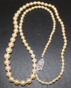 Edwardian pearl necklace with diamond set clasp total weight 13.3 g (largest pearl diameter 7 mm)