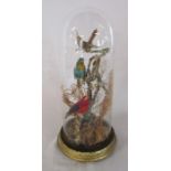 Taxidermy: A Victorian display of tanager (Brazilian) birds and hummingbirds under a glass dome,