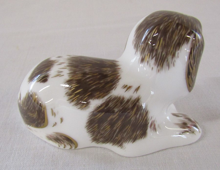 Royal Crown Derby paperweight - 'Scruff' exclusively for the Royal Crown Derby Collectors Guild, - Image 2 of 3