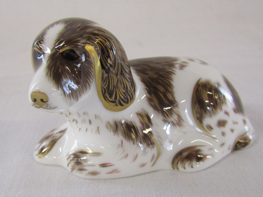 Royal Crown Derby paperweight - 'Scruff' exclusively for the Royal Crown Derby Collectors Guild,