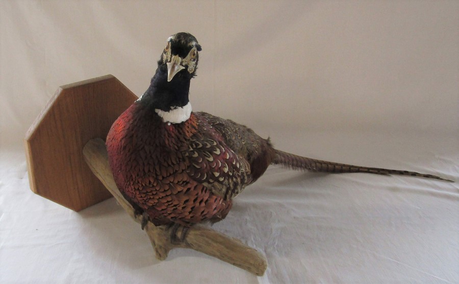 Taxidermy pheasant