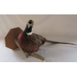 Taxidermy pheasant