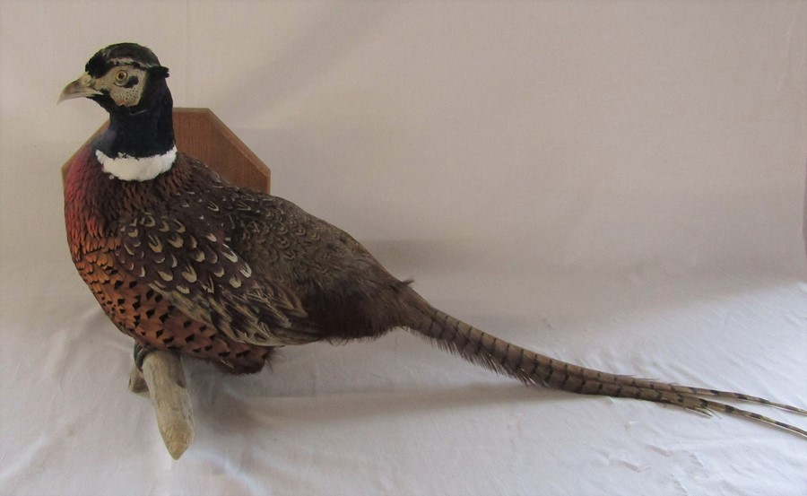 Taxidermy pheasant - Bild 2 aus 2