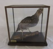 Cased taxidermy English partridge L 26 cm H 27.5 cm