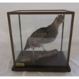 Cased taxidermy English partridge L 26 cm H 27.5 cm