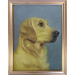 Framed oil on board of a labrador / golden retriever, unsigned 36 cm x 45.5 cm (size including