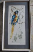 Large framed etching of a parrot with JCB blindstamp, signed Fritz Neumann ( aka RIC, 1928-2014)