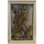 Early 20th century taxidermy owl in case Ht 45cm W 28cm D 15cm
