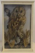 Early 20th century taxidermy owl in case Ht 45cm W 28cm D 15cm