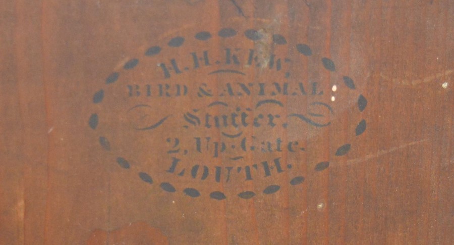 Early 20th century taxidermy duck & kingfisher in a case stamped H H Kew 2 Upgate Louth bird & - Image 2 of 2