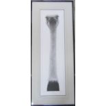 Gary Hodges (1954-) framed limited edition print of a pencil drawing 'Ostrich' signed and numbered