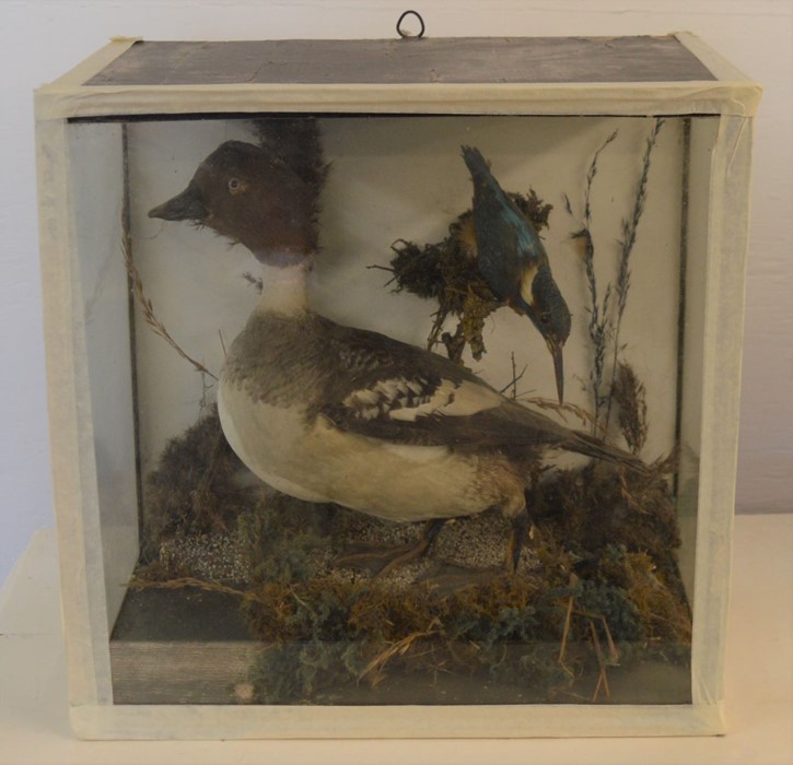 Early 20th century taxidermy duck & kingfisher in a case stamped H H Kew 2 Upgate Louth bird &