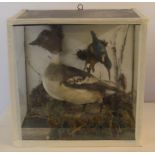 Early 20th century taxidermy duck & kingfisher in a case stamped H H Kew 2 Upgate Louth bird &