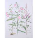 Marion Bradley, 1983: watercolours, willow herb botanical study, 17 3/4" x 13 1/4", in strip frame