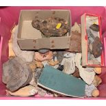 A collection of archaeologists finds, fossils etc