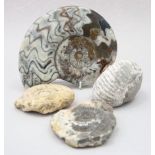 A polished ammonite, two other ammonites and one other fossil