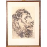 Herbert Dicksee: a 19th century etching, portrait study of a male lion, in strip frame