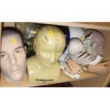 A phrenology head, two glass heads, two mannequin heads and a quantity of model hands