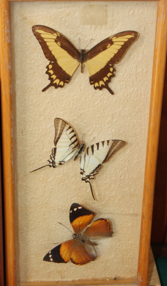 Nine Specimen cases including Four-bar Swordtail, Morpho, Rajah Brooke's Birdwing and various - Image 10 of 10