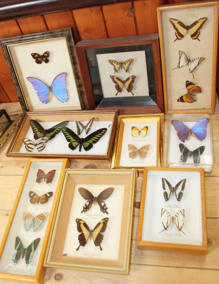 Nine Specimen cases including Four-bar Swordtail, Morpho, Rajah Brooke's Birdwing and various