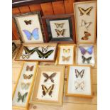 Nine Specimen cases including Four-bar Swordtail, Morpho, Rajah Brooke's Birdwing and various