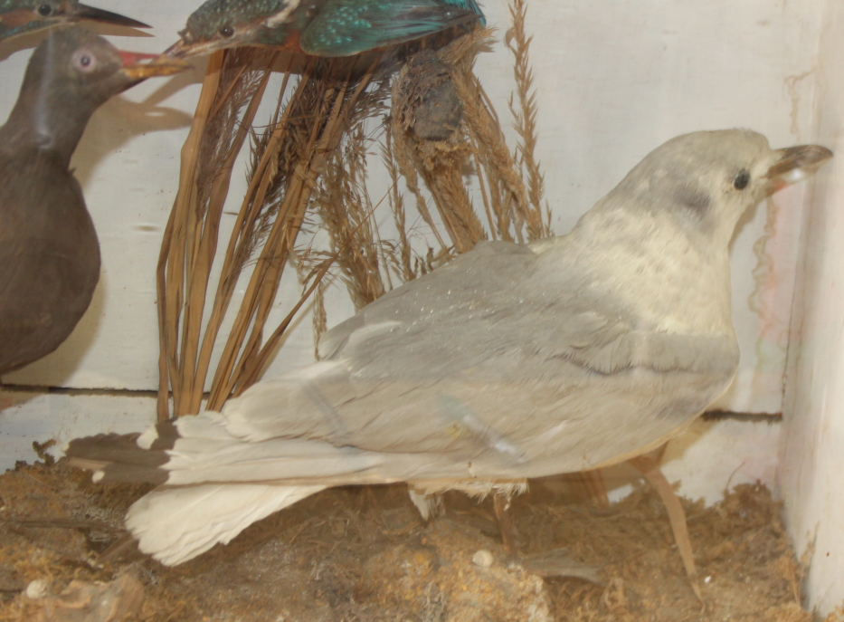 A pair of kingfishers, a seagull and a moorhen, in case, 14 1/2" high - Image 3 of 3