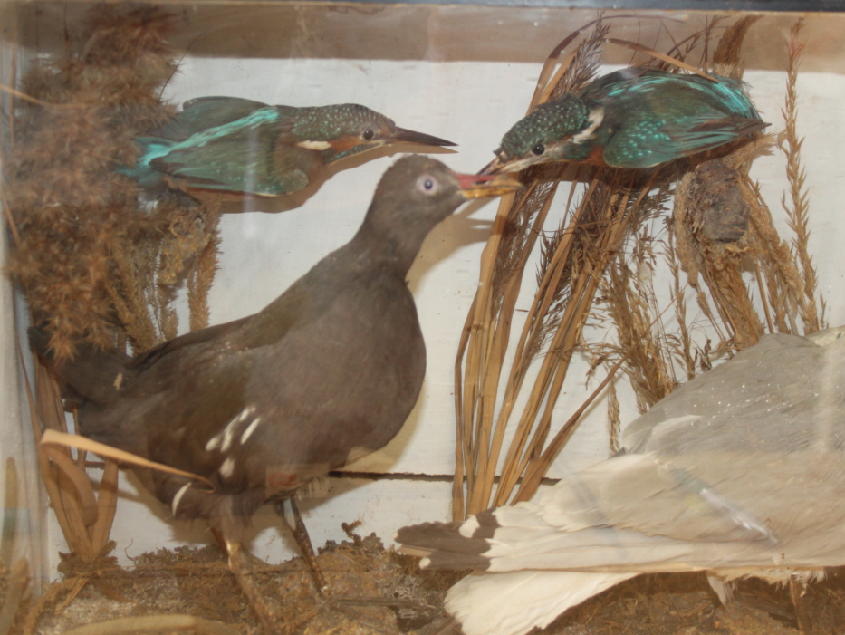 A pair of kingfishers, a seagull and a moorhen, in case, 14 1/2" high - Image 2 of 3