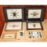 A giant grasshopper, a longhorn beetle, a tarantula, a cicada and two scorpions, individually cased,