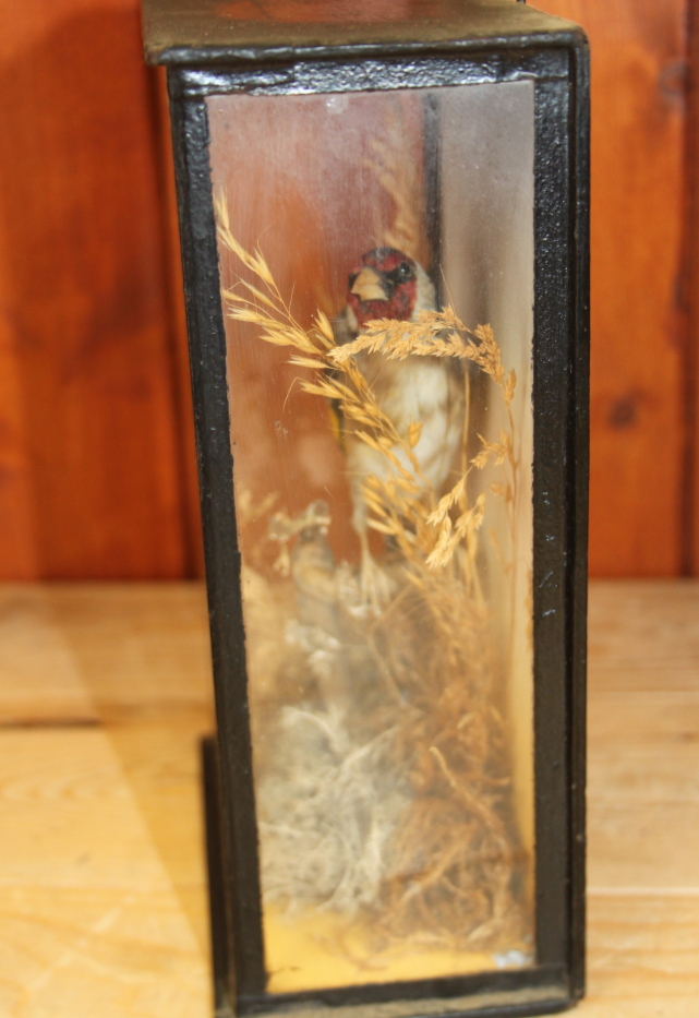 A taxidermy European goldfinch, mounted amongst foliage, in case labelled "G A Topp Reading", 8 1/2" - Image 5 of 6