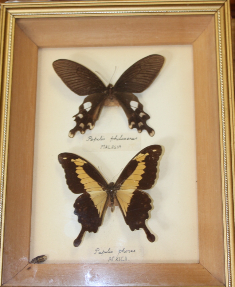 Nine Specimen cases including Four-bar Swordtail, Morpho, Rajah Brooke's Birdwing and various - Image 3 of 10