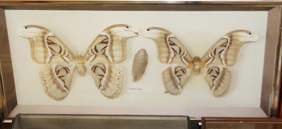 A pair of Atticus atlas moths, two other specimens and a similar moth, in cases - Image 2 of 5