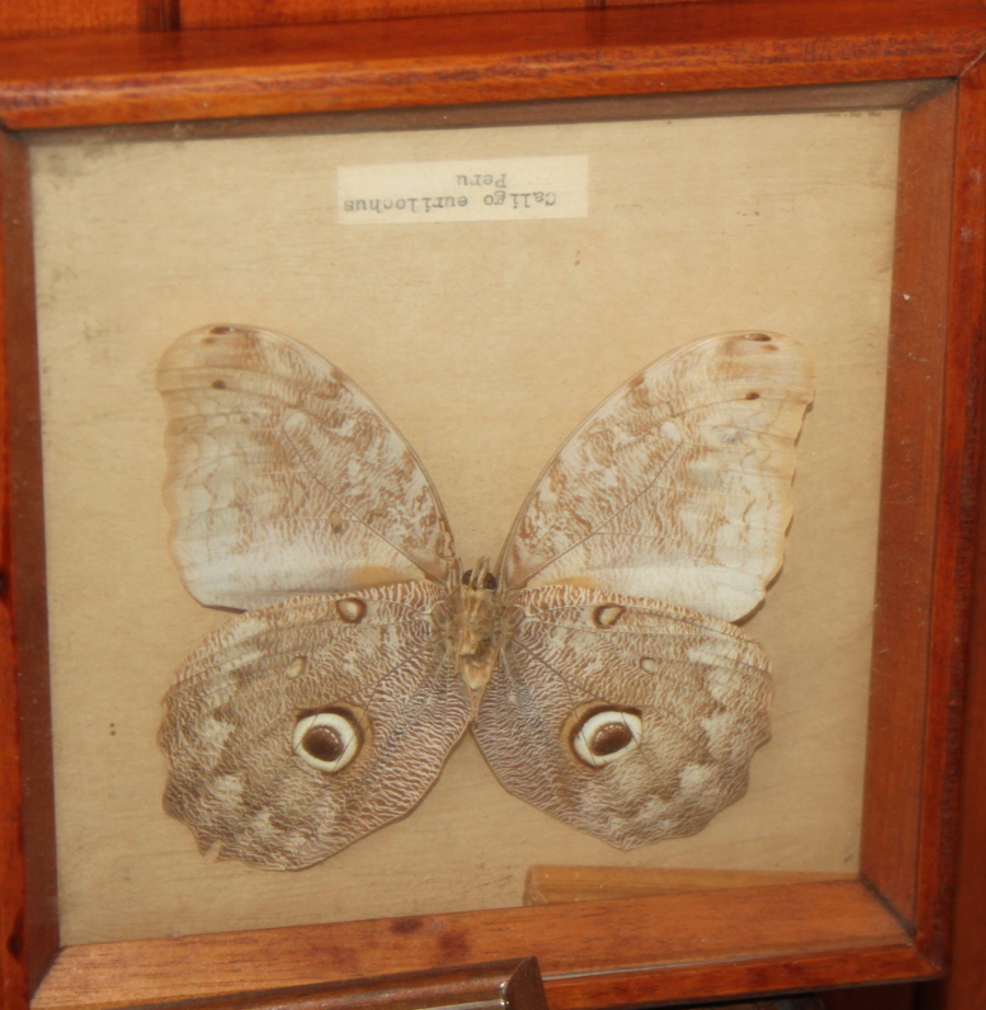 A pair of Atticus atlas moths, two other specimens and a similar moth, in cases - Image 3 of 5