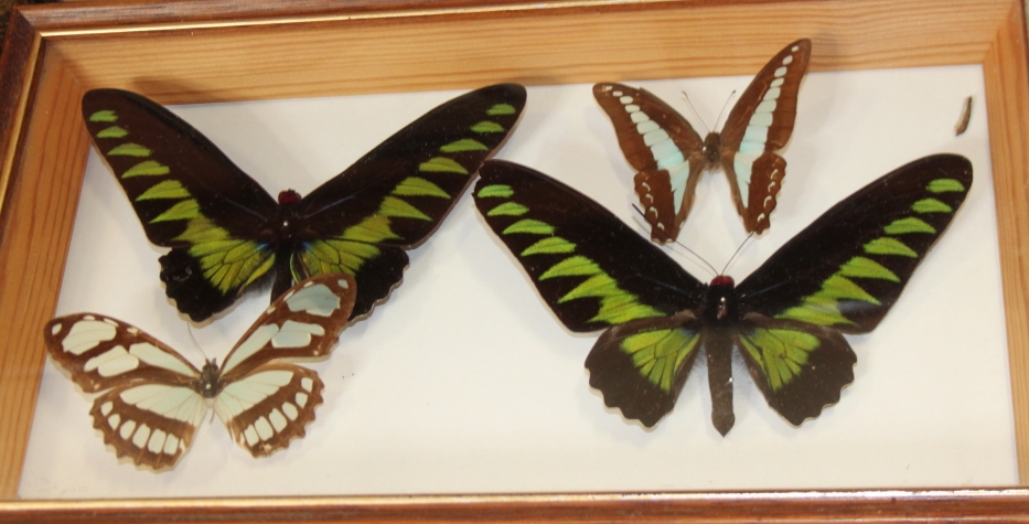 Nine Specimen cases including Four-bar Swordtail, Morpho, Rajah Brooke's Birdwing and various - Image 7 of 10