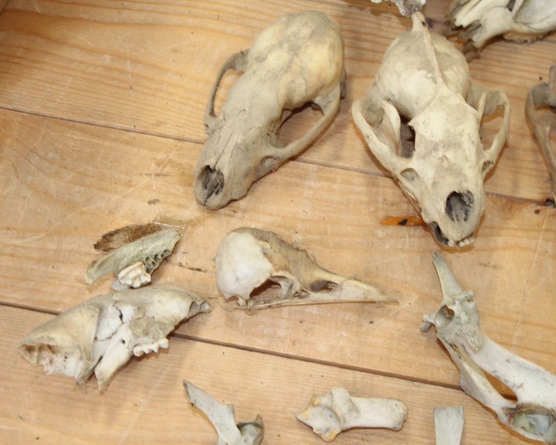 A collection of animal skulls and bones - Image 5 of 6