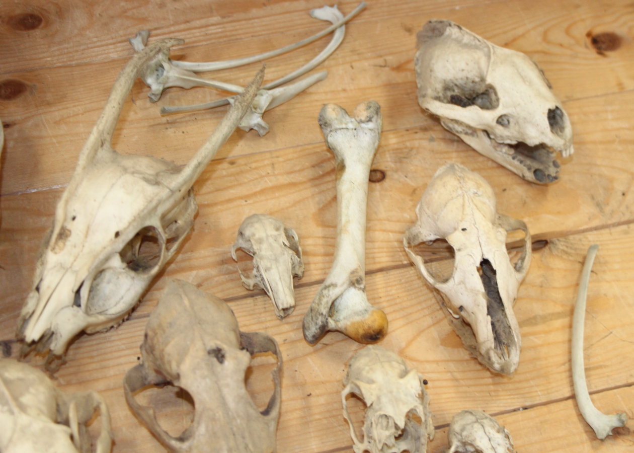 A collection of animal skulls and bones - Image 3 of 6