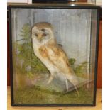 A taxidermy barn owl, in case, 17" high