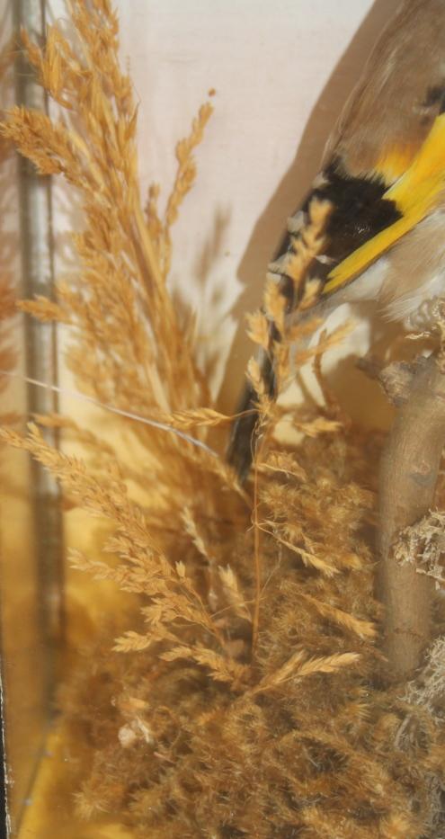 A taxidermy European goldfinch, mounted amongst foliage, in case labelled "G A Topp Reading", 8 1/2" - Image 6 of 6